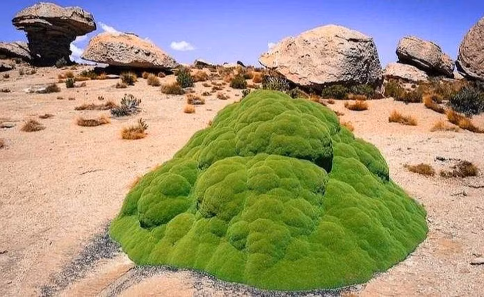 Lượng Yareta bị khai thác nhiều tới nỗi chúng đang đứng trước nguy cơ diệt vong.