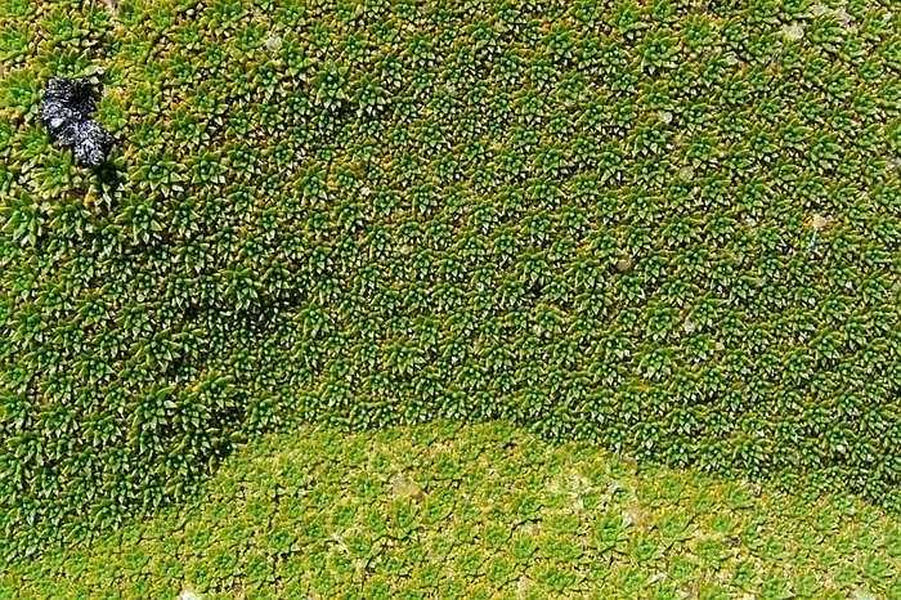 Loài cây này có khả năng sinh sôi trong điều kiện gần như không có chất dinh dưỡng nhưng lại có thể chết nếu ở trong bóng râm. Thêm vào đó, tốc độ sinh trưởng của cây Yarera luôn tỷ lệ nghịch với số tuổi của nó, mỗi năm cây chỉ lớn thêm 1,5-2cm. Chính vì thế mà nhiều khóm cây Yareta được tính là đã có đến hơn 3.000 năm tuổi.