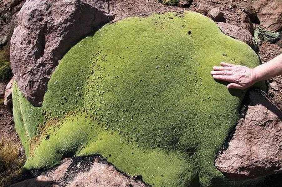 Giờ đây, Yareta đã có tên trong danh sách những loài thực vật có nguy cơ tuyệt chủng và cần được bảo vệ.