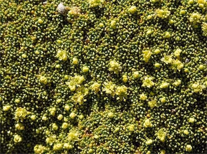 Cây Yareta giữ màu xanh đặc trưng quanh năm và không hề có mùa thay lá. Cây có mọc hoa và những đốm hoa hiếm hoi này thường có màu hồng hoặc màu oải hương. Những bông hoa Yareta thuộc loại hoa lưỡng tính. Điều này có nghĩa là dù không được thụ phấn bởi côn trùng thì bản thân Yareta cũng có khả năng "tự sinh sản".