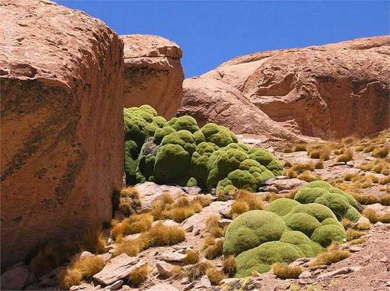 Tên của loài cây kì lạ này là Yareta hay còn gọi là Llareta. Chúng không phân chia rõ ràng thành thân, gốc hay lá mà mọc dày đặc với nhau tạo thành những khối lớn giống như các mô đá xanh mướt.