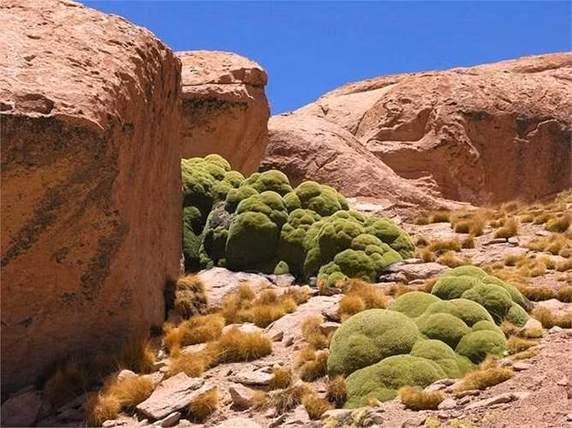 Tên của loài cây kì lạ này là Yareta hay còn gọi là Llareta. Chúng không phân chia rõ ràng thành thân, gốc hay lá mà mọc dày đặc với nhau tạo thành những khối lớn giống như các mô đá xanh mướt.