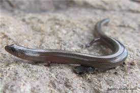 Thằn lằn chân ngắn khiến nhiều người lo lắng, sợ hãi, thậm chí ám ảnh khi nhìn thấy bởi nó có hình dáng giống một con giun nhưng lại mọc thêm vài chiếc chân nhỏ ở thân. Có tên khoa học là Lygosoma quadrupes, thằn lằn chân ngắn thường sống trong những khúc gỗ mục và ăn ấu trùng để sinh tồn.