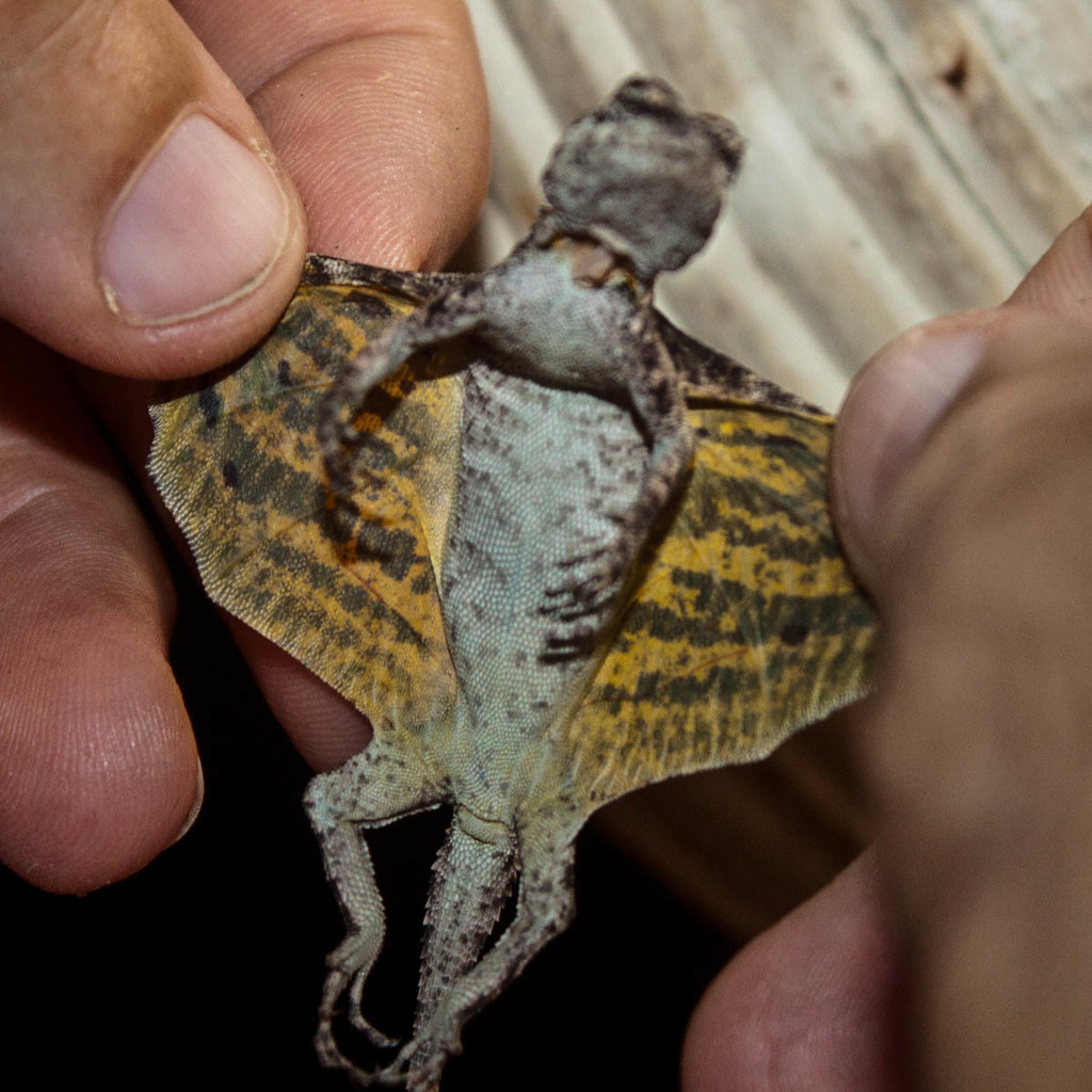 Tắc kè bay đốm có tên khoa học là Dacro maculates. Khác với nhiều loài tắc kè, chúng có màng da rộng giữa hai chân nhìn giống như hai cái cánh. Nhờ vậy, tắc kè bay đốm có thể bay từ cây này sang cây khác một cách dễ dàng và có tài ngụy trang tài tình nhờ màu sắc cơ thể giống với môi trường xung quanh.