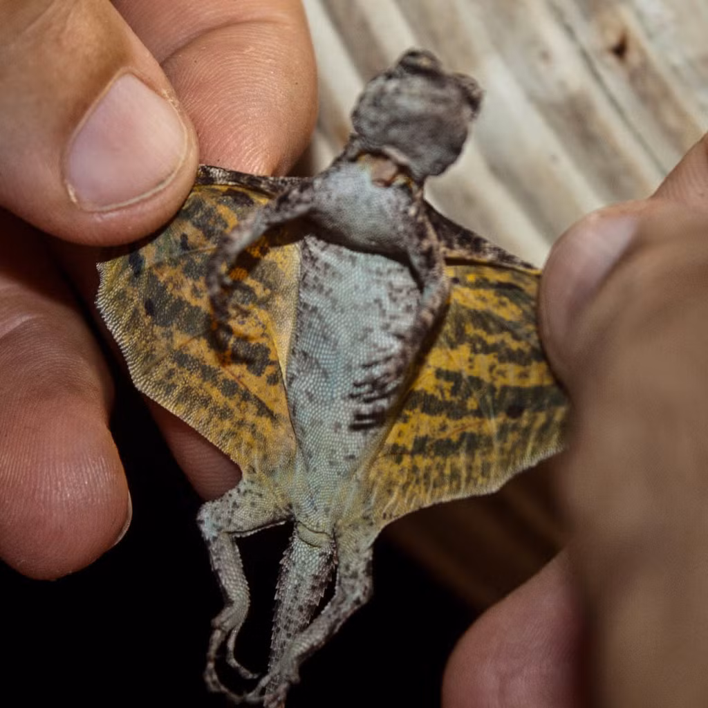 Tắc kè bay đốm có tên khoa học là Dacro maculates. Khác với nhiều loài tắc kè, chúng có màng da rộng giữa hai chân nhìn giống như hai cái cánh. Nhờ vậy, tắc kè bay đốm có thể bay từ cây này sang cây khác một cách dễ dàng và có tài ngụy trang tài tình nhờ màu sắc cơ thể giống với môi trường xung quanh.