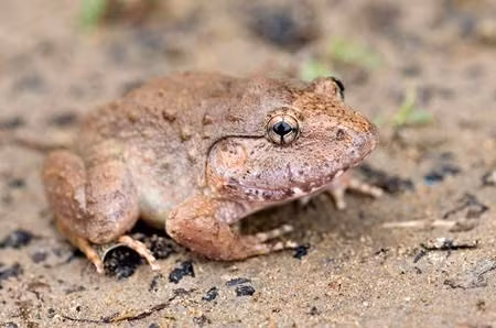 Ếch gáy đô là loài đặc hữu ở Việt Nam và cũng là loài lưỡng cư cổ hiếm hoi còn sót lại từ kỷ Phấn trắng. Có tên khoa học là Limnonectes Dabanus, loài này chủ yếu sống ở những nơi ẩm thấp nhiệt đới, cận nhiệt đới, sông hoặc đầm lầy.