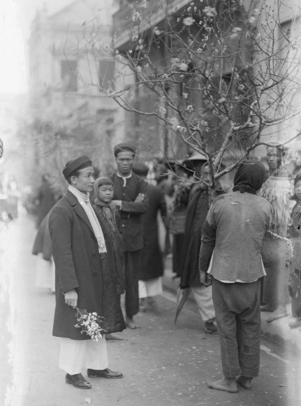 Hoa đào khoe sắc dịp Tết.