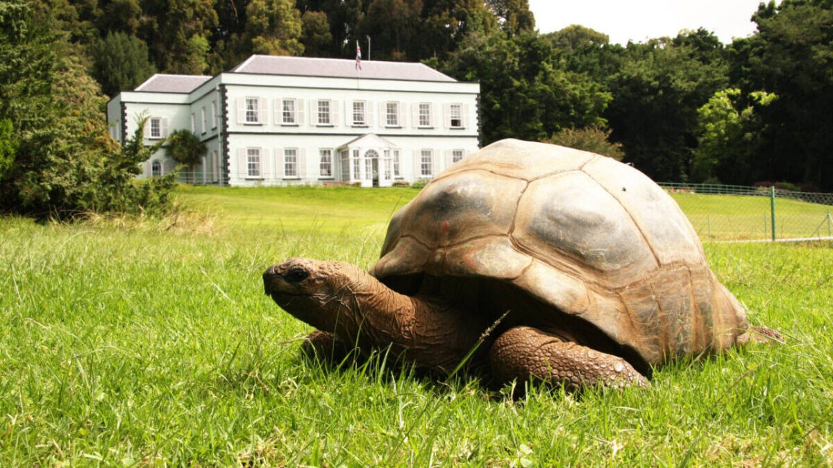 Joe Hollins là bác sĩ thú y chăm sóc cho Jonathan trong nhiều năm. Vị bác sĩ thú y này cho biết, dù đã cao tuổi nhưng "cụ rùa" Jonathan vẫn tràn đầy năng lượng và tâm trạng thay đổi theo thời tiết.