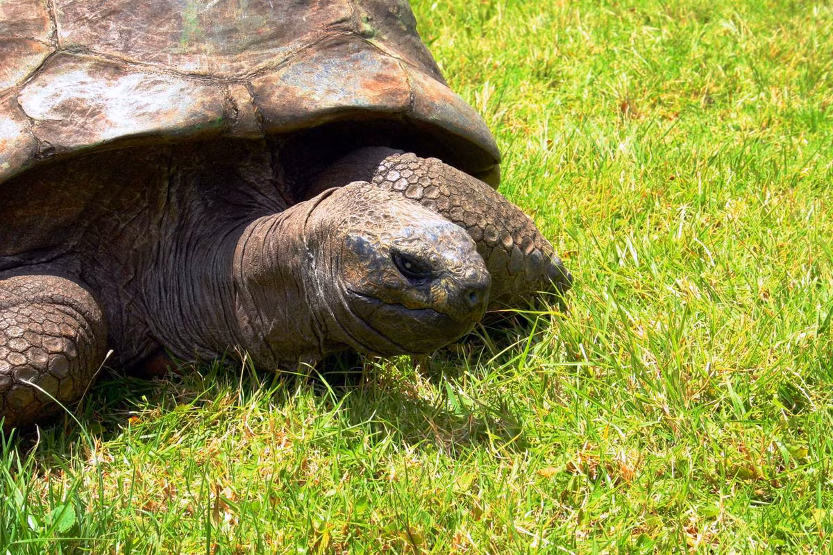 Tính đến tháng 12/2023, "cụ rùa" Jonathan đã sống qua 40 đời tổng thống Mỹ và 31 đời thống đốc đảo Saint Helena. Theo Guardian, rùa Jonathan được Nigel Phillips, thống đốc hiện nay của đảo Saint Helena, cấp ngày sinh nhật chính thức là ngày 4/12/1832 vào tháng 11/2022. Do gần 200 tuổi nên "cụ rùa" Jonathan hiện bị mù và mất khứu giác. Thế nhưng, thính giác của "cụ rùa" này vẫn rất tốt.