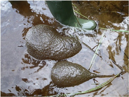 Theo giải thích của ông Tom, sinh vật mà bà Laura vớt được có tên Pectinatella Magnifica (một loại bọt biển nước ngọt). Nó sống dưới dạng khuẩn lạc (tập đoàn cá thể), kết hợp với nhau thành một khối như bông hoa.