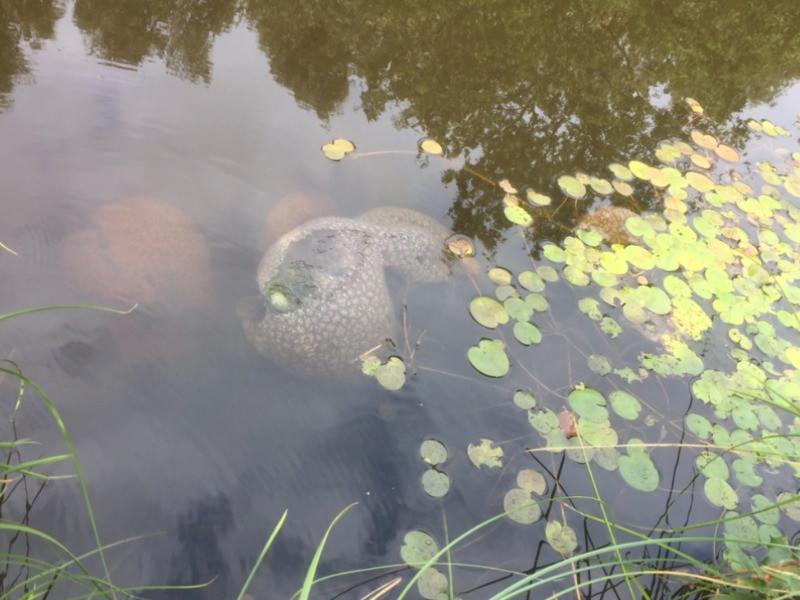 Trong lúc bà Laura vẫn chưa biết "sinh vật" bí ẩn đó là gì thì ông Tom giật mình hét lớn rồi vội vã chạy đến. Ông vứt "sinh vật" đó ra khỏi tay của vợ.