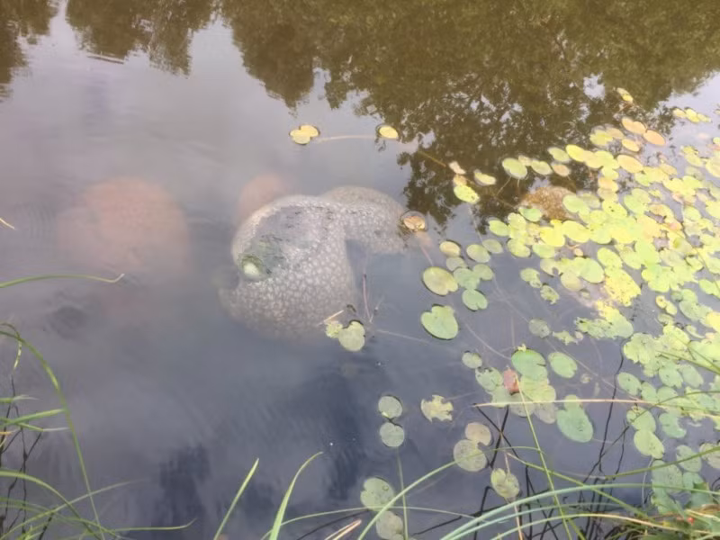 Trong lúc bà Laura vẫn chưa biết "sinh vật" bí ẩn đó là gì thì ông Tom giật mình hét lớn rồi vội vã chạy đến. Ông vứt "sinh vật" đó ra khỏi tay của vợ.