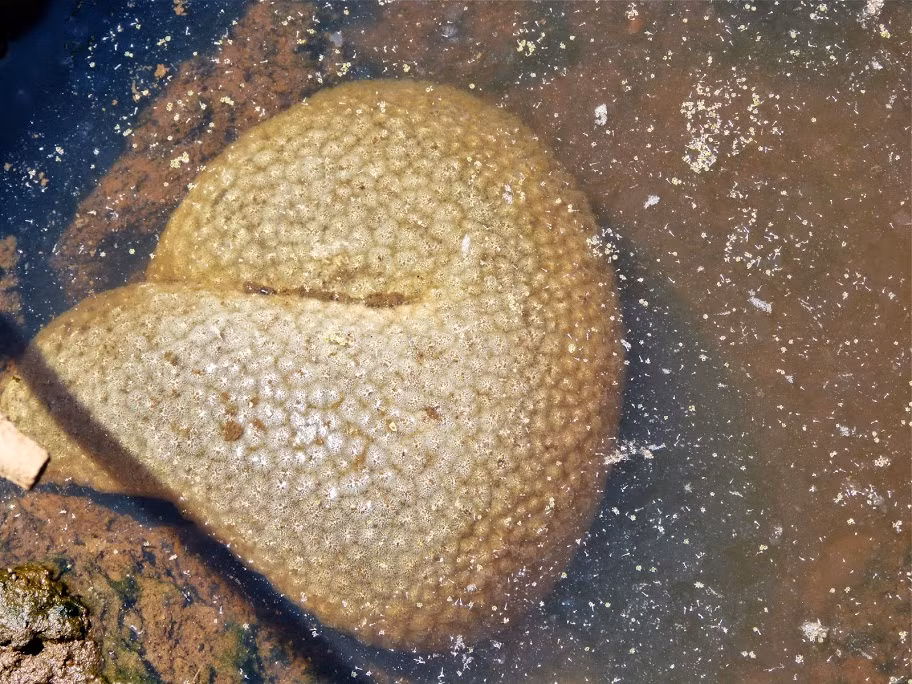 Do đã tiếp xúc với Pectinatella Magnifica khi vứt nó ra khỏi tay vợ nên đôi tay của ông Tom bị sưng tấy, đỏ ửng. Không chỉ gây nguy hiểm cho con người, Pectinatella Magnifica còn gây ra thiệt hại cho các sinh vật dưới nước và cây trồng trong khu vực.