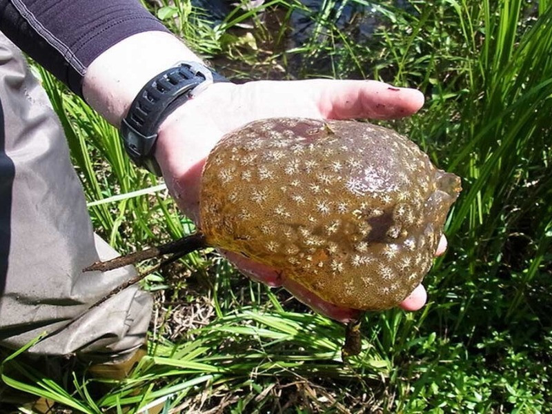 Nghe lời chồng, bà Laura nhanh chóng trở về nhà và rửa tay sạch sẽ. Khi quay trở lại, bà được chồng giải thích vì sao lại vội vã vứt sinh vật đó ra khỏi tay vợ. Sau đó, ông thả nó vào một chiếc thùng rồi đổ ít nước vào bên trong.