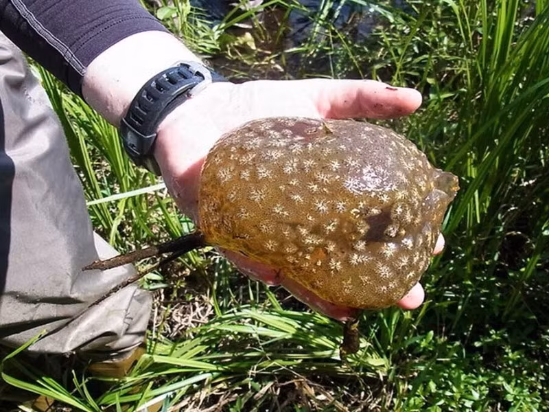 Nghe lời chồng, bà Laura nhanh chóng trở về nhà và rửa tay sạch sẽ. Khi quay trở lại, bà được chồng giải thích vì sao lại vội vã vứt sinh vật đó ra khỏi tay vợ. Sau đó, ông thả nó vào một chiếc thùng rồi đổ ít nước vào bên trong.
