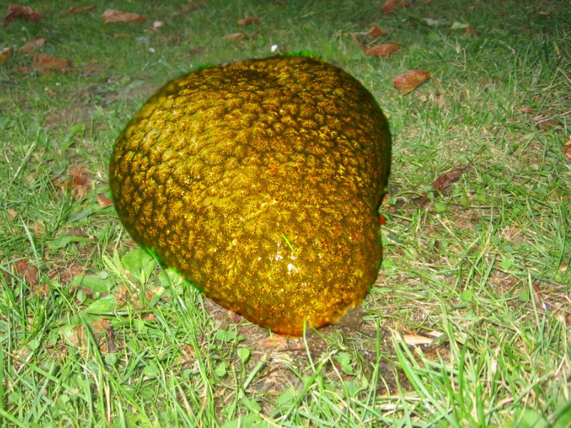 Sau đó, ông Tom đeo găng tay cao su và ra hiệu cho vợ lùi lại. Bà Laura bị sốc khi ông ấy nói tôi cần phải rửa tay ngay vì "sinh vật kỳ lạ" đó có hại.