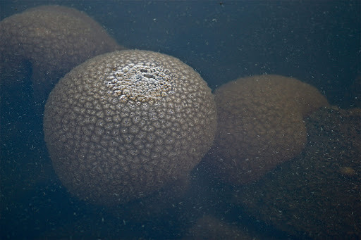 Sau sự việc này, vợ chồng ông Tom biết được nhiều hàng xóm cũng gặp tình huống tương tự. Để giải quyết loài Pectinatella Magnifica gây hại, ông đã ném một khúc gỗ lớn xuống hồ để cho những sinh vật này bám vào.