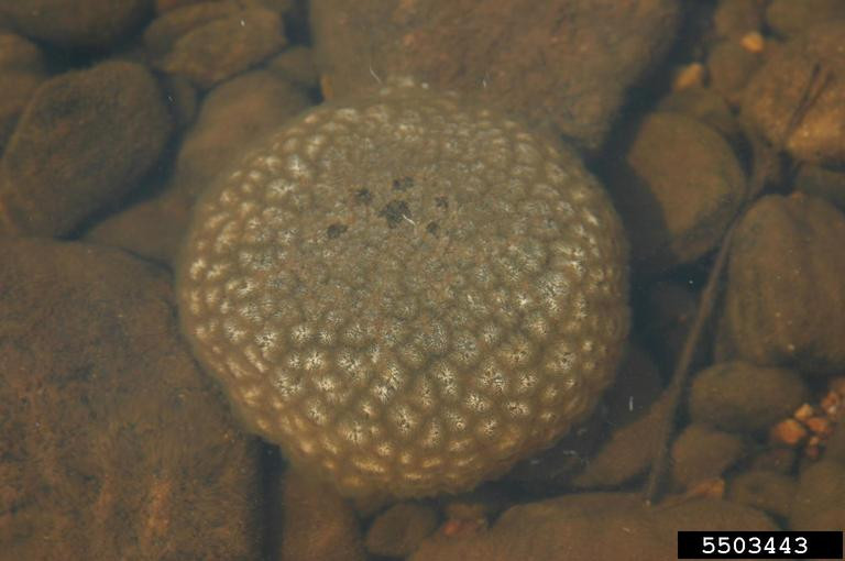 Sau đó, vợ chồng ông Tom cùng hàng xóm đào một con mương bên cạnh để khúc gỗ bám đầy Pectinatella Magnifica di chuyển sang đó. Nhờ vậy, họ loại bỏ được sinh vật có hại này.