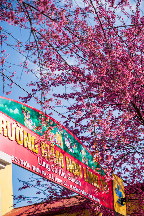 Mua mai anh dao nhuom hong Lung Cu, gio may la co anh dep-Hinh-3