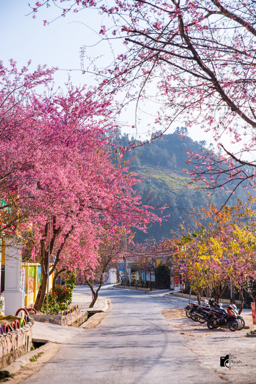 Mua mai anh dao nhuom hong Lung Cu, gio may la co anh dep-Hinh-2