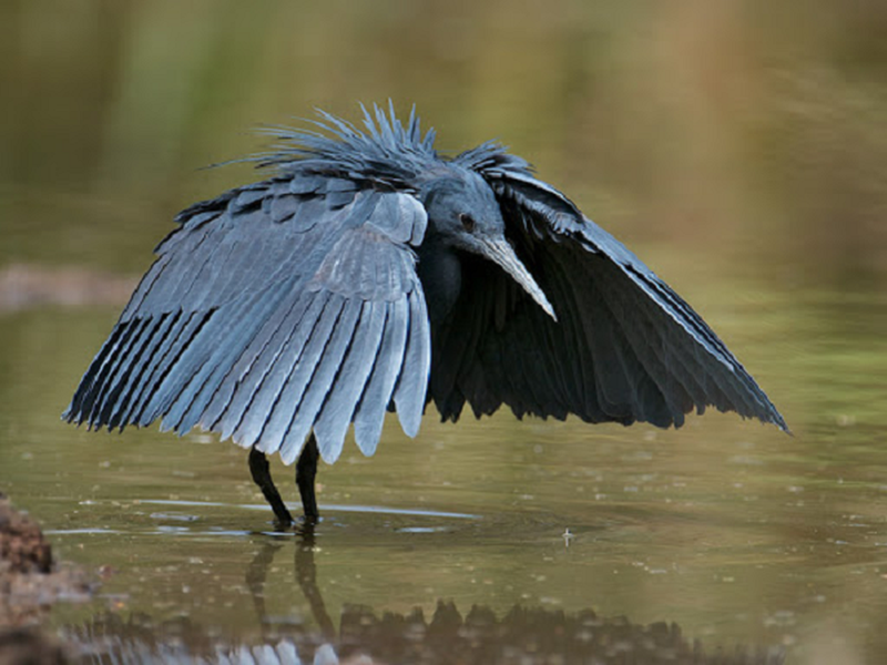Diệc đen châu Phi sở hữu kỹ năng săn mồi không "đụng hàng". Chúng dang rộng đôi cánh biến thành một chiếc "ô", làm giảm độ chói sáng, tạo cảm giác an toàn cho con mồi tự bơi vào.