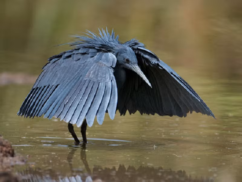 Diệc đen châu Phi sở hữu kỹ năng săn mồi không "đụng hàng". Chúng dang rộng đôi cánh biến thành một chiếc "ô", làm giảm độ chói sáng, tạo cảm giác an toàn cho con mồi tự bơi vào.