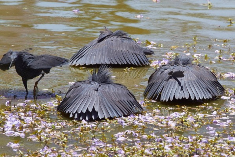 Chiếc "ô" này tưởng chừng là một chỗ nghỉ mát lý tưởng cho các loài tôm, cá. Thế nhưng chiếc mỏ sắc nhọn của diệc đen đã đợi sẵn ở đó, cắm xuống và bắt gọn con mồi. Sau đó, diệc đen sẽ bay sang vùng nước khác và lại thiết lập chiếc bẫy của mình.