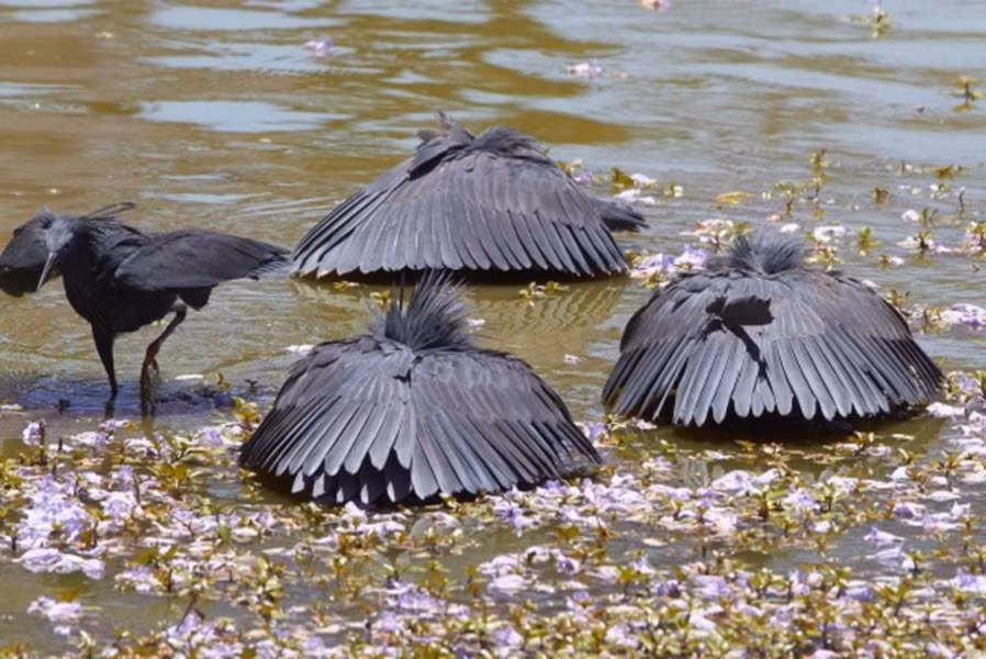 Chiếc "ô" này tưởng chừng là một chỗ nghỉ mát lý tưởng cho các loài tôm, cá. Thế nhưng chiếc mỏ sắc nhọn của diệc đen đã đợi sẵn ở đó, cắm xuống và bắt gọn con mồi. Sau đó, diệc đen sẽ bay sang vùng nước khác và lại thiết lập chiếc bẫy của mình.