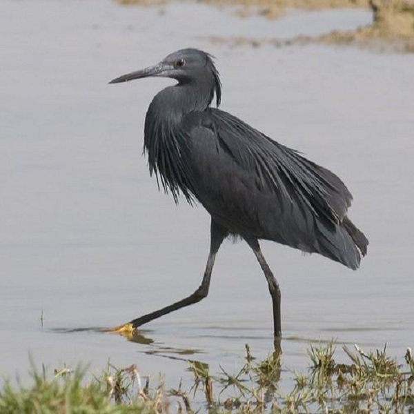 Chân của diệc đen châu Phi có màu vàng và toàn thân là một màu đen tổng thể với màu xanh hoặc màu xám đá phiến, đôi mắt có màu vàng tươi.