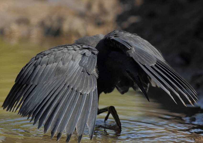 Loài diệc đen châu Phi được tìm thấy ở phía nam sa mạc Sahara, bao gồm cả Madagascar. Chúng thích những vùng nước cạn, chẳng hạn như các cạnh của hồ nước ngọt và ao.