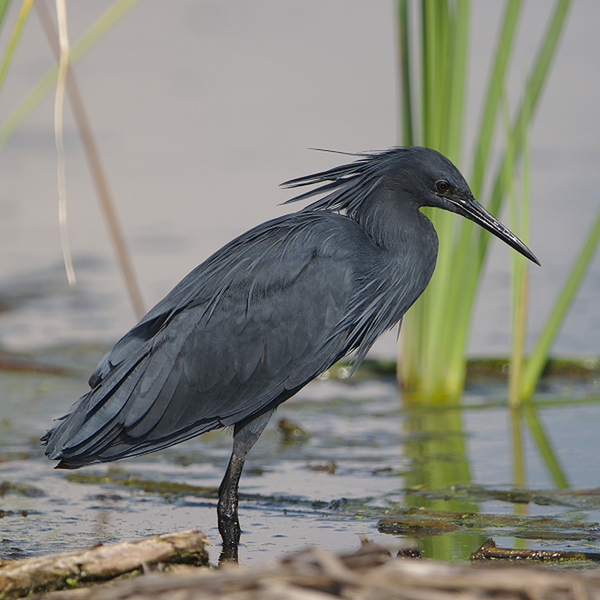 Diệc đen châu Phi làm tổ vào đầu mùa mưa, trong các bầy đơn loài hay pha tạp loài, có thể lên tới hàng trăm con. Vỏ trứng của chúng có màu lam sẫm và mỗi lứa đẻ từ 2 tới 4 trứng.