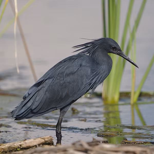 Diệc đen châu Phi làm tổ vào đầu mùa mưa, trong các bầy đơn loài hay pha tạp loài, có thể lên tới hàng trăm con. Vỏ trứng của chúng có màu lam sẫm và mỗi lứa đẻ từ 2 tới 4 trứng.