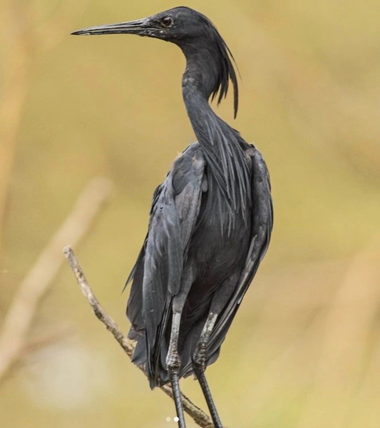 Điều thú vị là diệc châu Phi có bàn chân màu vàng tươi, có thể đã từng được sử dụng để làm phiền và đánh lạc hướng mục tiêu của chúng, theo cách mà các loại diệc khác vẫn làm, nhưng kỹ thuật “ăn bằng màn che" tỏ ra hiệu quả, vì vậy loài chim tiến hóa hầu như chỉ dựa vào nó.