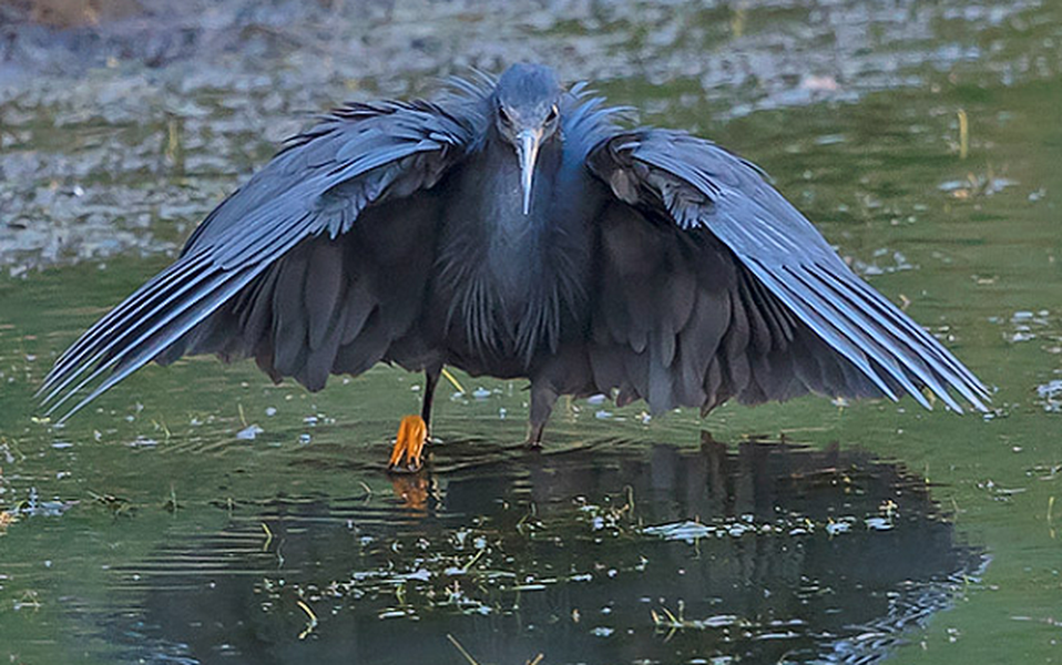 Chân của diệc đen châu Phi có màu vàng và toàn thân là một màu đen tổng thể với màu xanh hoặc màu xám đá phiến, đôi mắt có màu vàng tươi.