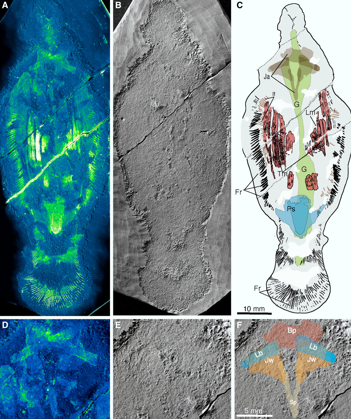 Với những đặc điểm trên, nhóm nghiên cứu suy đoán Timorebestia koprii có thể là "sát thủ" đứng đầu chuỗi thức ăn trong kỷ Cambri.