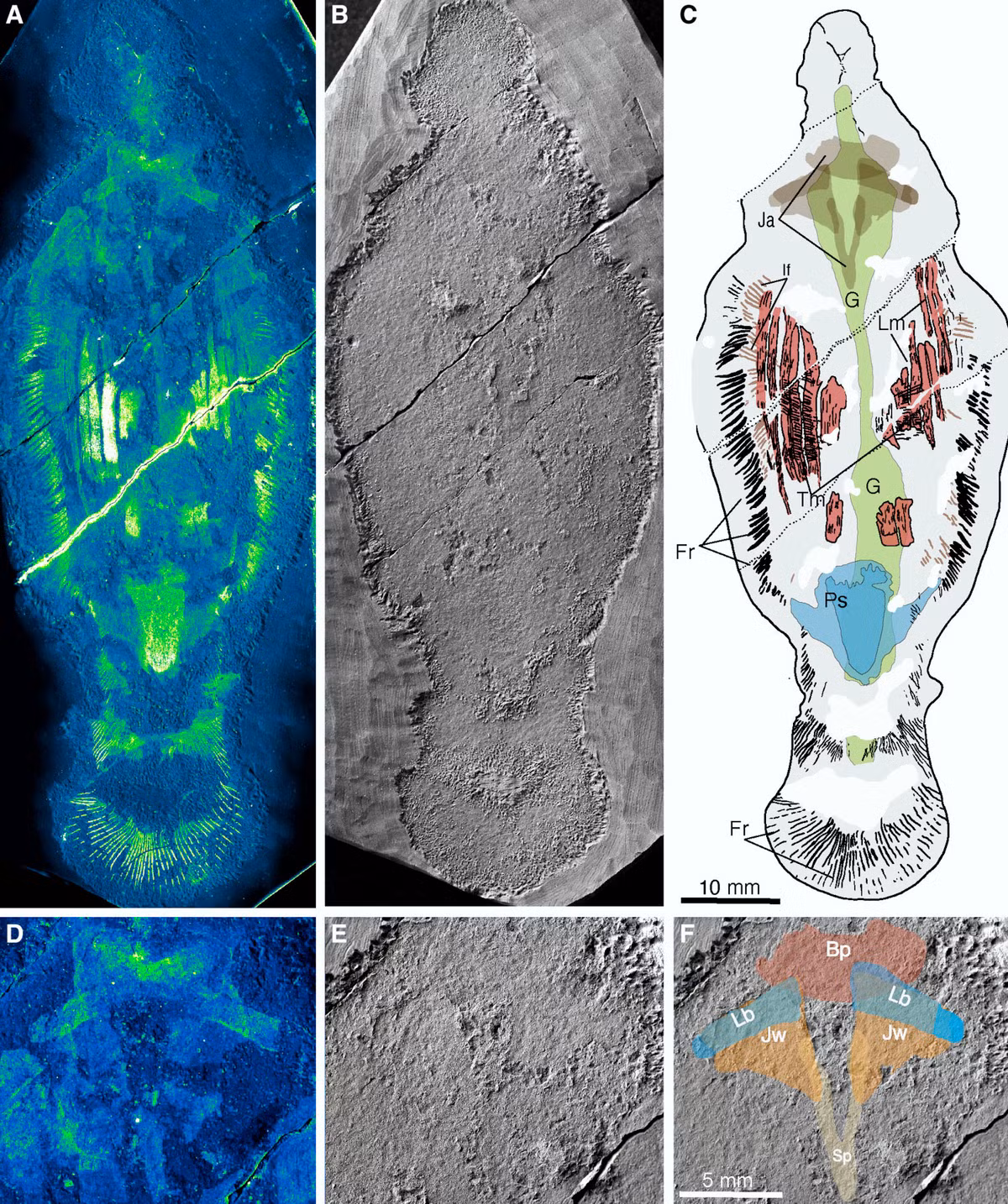 Với những đặc điểm trên, nhóm nghiên cứu suy đoán Timorebestia koprii có thể là "sát thủ" đứng đầu chuỗi thức ăn trong kỷ Cambri.