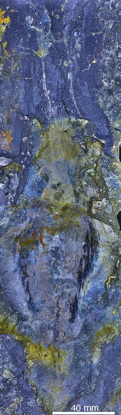 Kỷ Cambri đánh dấu một thời điểm quan trọng trong lịch sử Trái Đất khi hàng loạt sinh vật phức tạp xuất hiện tạo nên sự khác biệt với lớp sinh vật sơ khai trong giai đoạn trước đó.