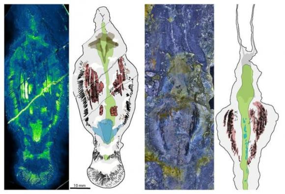 Cụ thể, hóa thạch khoảng 500 triệu năm tuổi thuộc về một con giun biển khổng lồ. Các chuyên gia vô cùng bất ngờ khi nhìn thấy con "quái vật" này còn nguyên bộ hàm cực đáng sợ.