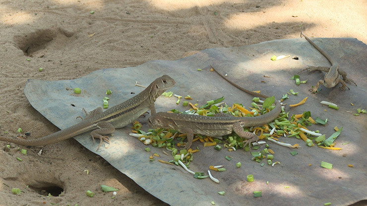 Kỳ nhông có nguy cơ trở thành mối đe dọa với các loài bản địa của Australia nếu chúng "sinh sôi nảy nở" rồi phân bố khắp mọi nơi.