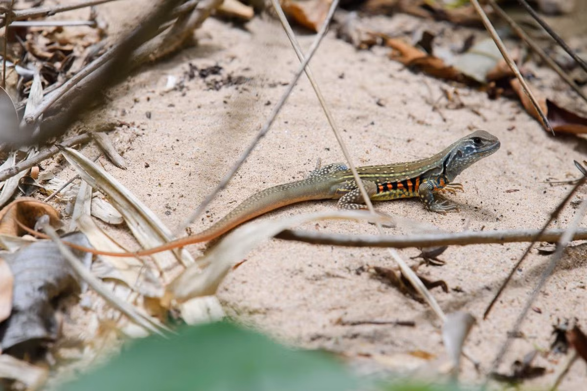 Theo các chuyên gia, việc phát hiện một loài không có nguồn gốc từ Australia có thể gây ra vấn đề lớn cho môi trường cũng như thế giới động vật hoang dã tại nước này.