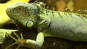 Loài kỳ nhông có khả năng mang theo mầm bệnh, ăn thịt hoặc cạnh tranh với các loài bản địa nhỏ, tương tự việc loài cóc mía đang xâm lấn và tàn phá khắp Queensland.