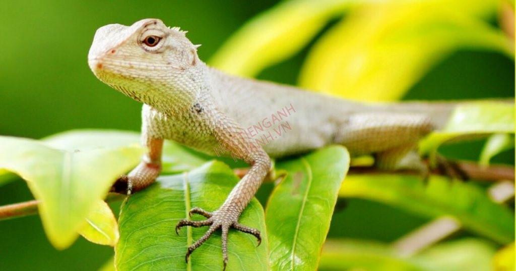 Trong lúc cư dân mạng đang bàn tán về chủ đề này, người phụ nữ phát hiện "sinh vật lạ" trong lùm cây bất ngờ thông báo con kỳ nhông đó chỉ là một món đồ chơi mà cháu gái để ở đó. Bà đã nhanh chóng xin lỗi vì đã khiến mọi người lo lắng, hoảng sợ.