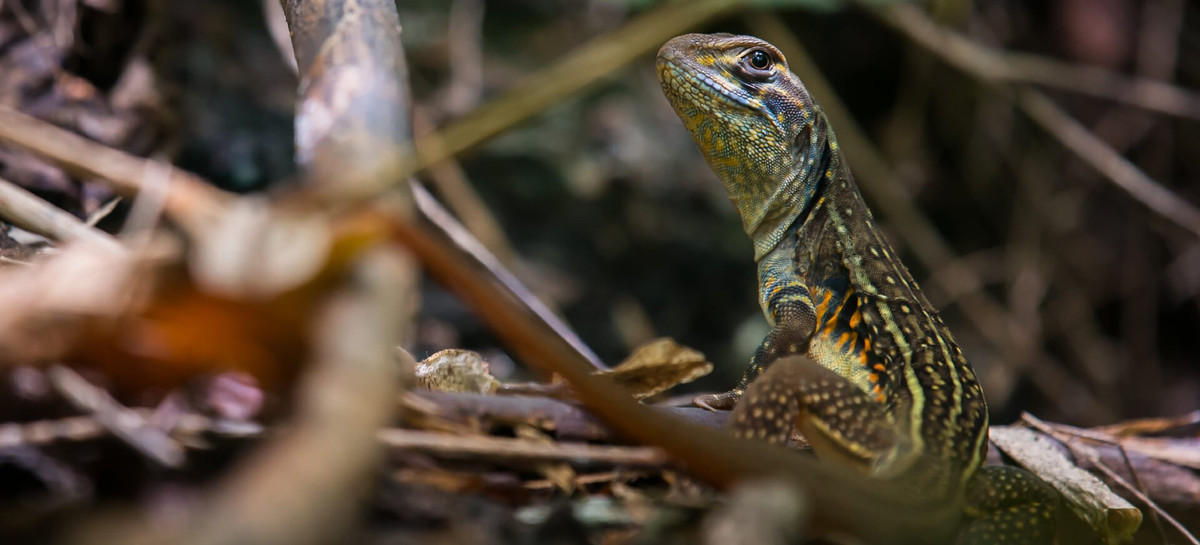 Người phụ nữ đã chụp ảnh sinh vật bí ẩn này rồi đăng lên Facebook cá nhân. Trong chú thích kèm bức ảnh, cô hỏi mọi người có biết đó là loài động vật nào hay không?