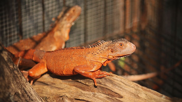 Điều này khiến mọi người không khỏi hoang mang, lo lắng. Bởi lẽ, kỳ nhông không có nguồn gốc từ Australia. Nó là loài động vật lưỡng cư nguy hiểm, có thể gây ra mối đe dọa lớn về an toàn sinh học cho hệ động thực vật tại quốc gia này.