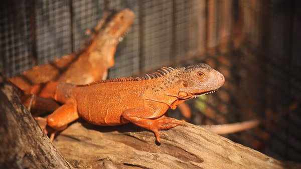 Điều này khiến mọi người không khỏi hoang mang, lo lắng. Bởi lẽ, kỳ nhông không có nguồn gốc từ Australia. Nó là loài động vật lưỡng cư nguy hiểm, có thể gây ra mối đe dọa lớn về an toàn sinh học cho hệ động thực vật tại quốc gia này.