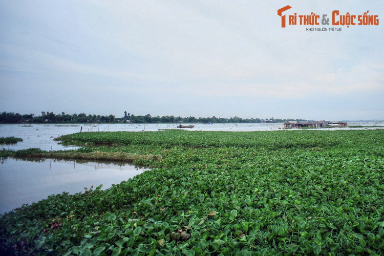 Bao quanh cù lao Ông Hổ là mênh mông sóng nước với nhiều bè nuôi cá, nhà hàng nổi. Khi ghé thăm cù lao, du khách có thể khám phá các vườn cây ăn trái, chùa Ông Hổ, các ngôi nhà cổ, nghề rèn, nghề mộc, nghề dệt chiếu còn sót lại từ xưa…