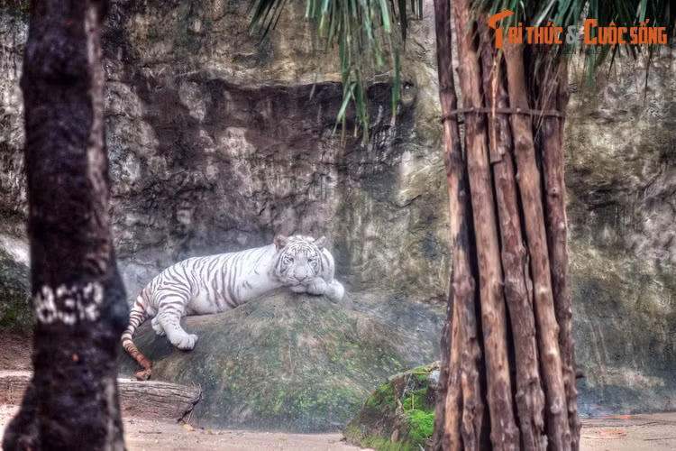 Ngày nay, khu chuồng cũ đã trở thành di tích lịch sử, còn những con hổ thật thì được chuyển sang khu chuồng rộng rãi hơn nhiều.