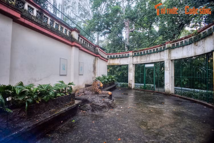 Khu chuồng hổ cũ của Thảo Cầm Viên Sài Gòn có hình bán nguyệt, diện tích rộng khoảng 50 mét vuông, mái lộ thiên. Những con mèo lớn được ngăn cách với du khách bằng hàng song sắt sơn màu xanh.