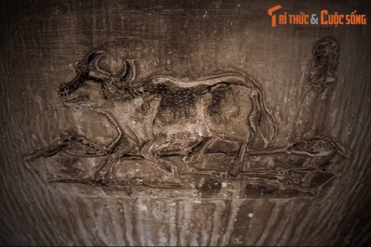 Thuần đỉnh, chiếc đỉnh thứ 6 trong Cửu Đỉnh có hình tượng “Ly ngưu”, nghĩa là con bò tót. Trong Sách Đỏ Việt Nam, bò tót là loài Nguy cấp. Số lượng bò tót ở Việt Nam còn khoảng vài trăm con. Chúng đang phải đối mặt với nhiều nguy cơ như săn trộm, xung đột với con người, dịch bệnh...