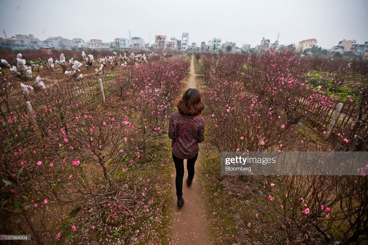 Nhiều du khách đến vườn đào để thưởng lãm vẻ đẹp của hoa, đồng thời cũng tìm cho gia đình một cành đào ưng ý về cắm trong mấy ngày Tết.